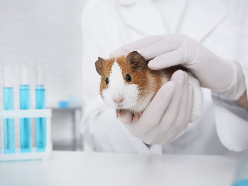 Laboratoire des petits animaux